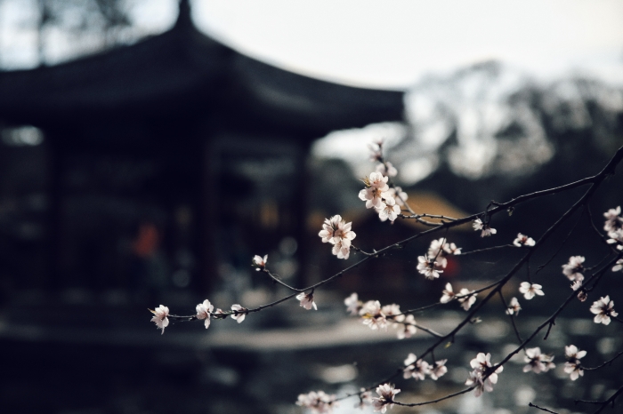 《湖畔花绽，春意悠悠》 (1)