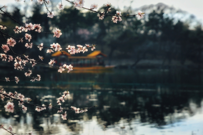 《湖畔花绽，春意悠悠》 (2)