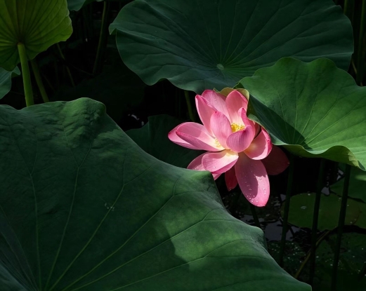 张珊珊8.17